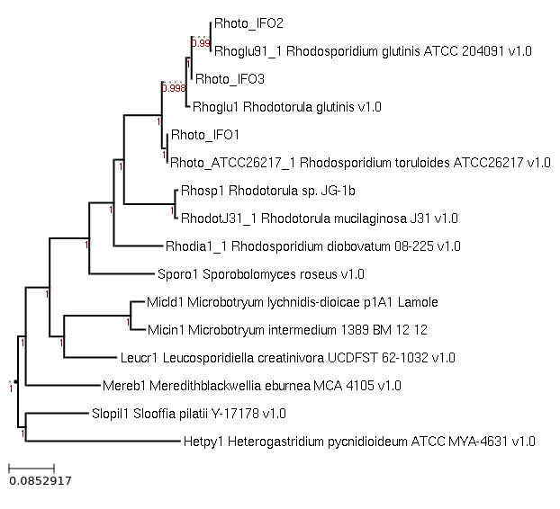 Maximum-Likelihood phylogeny generated by FastTree for Microbotryum intermedium 1389 BM 12 12 and related species