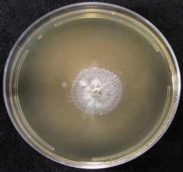 Microdiplodia sp. AK1800 on 2% malt extract agar (MEA). photo credit: J. M. U’Ren.