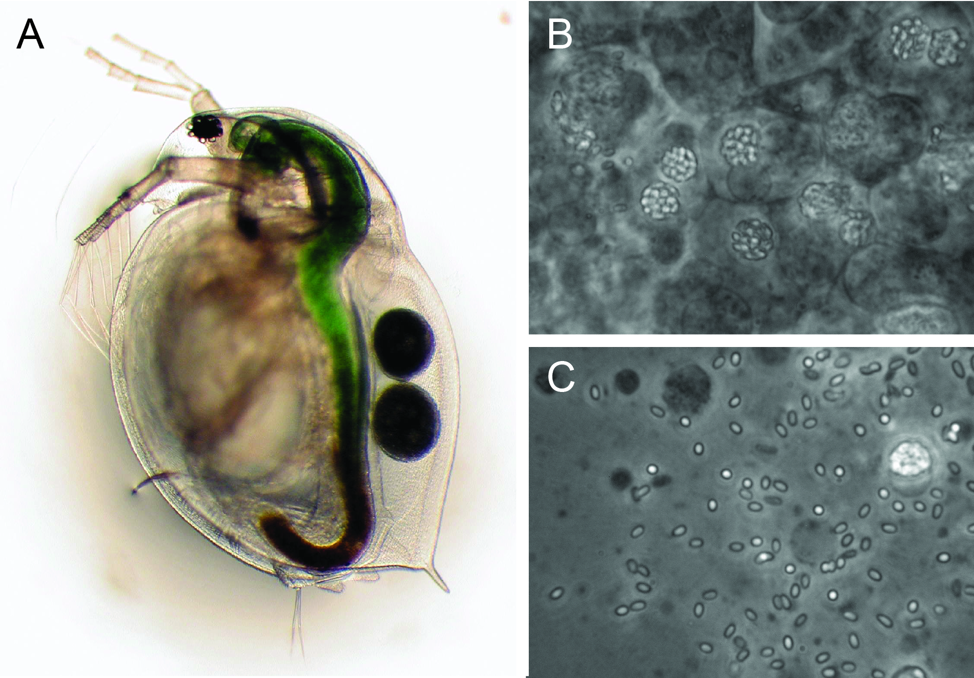 Photo of Mitosporidium daphniae UGP3