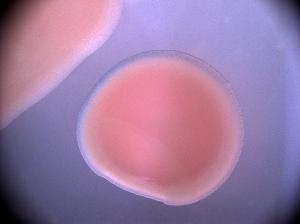 Mixia osmundae grows yeast-like in culture