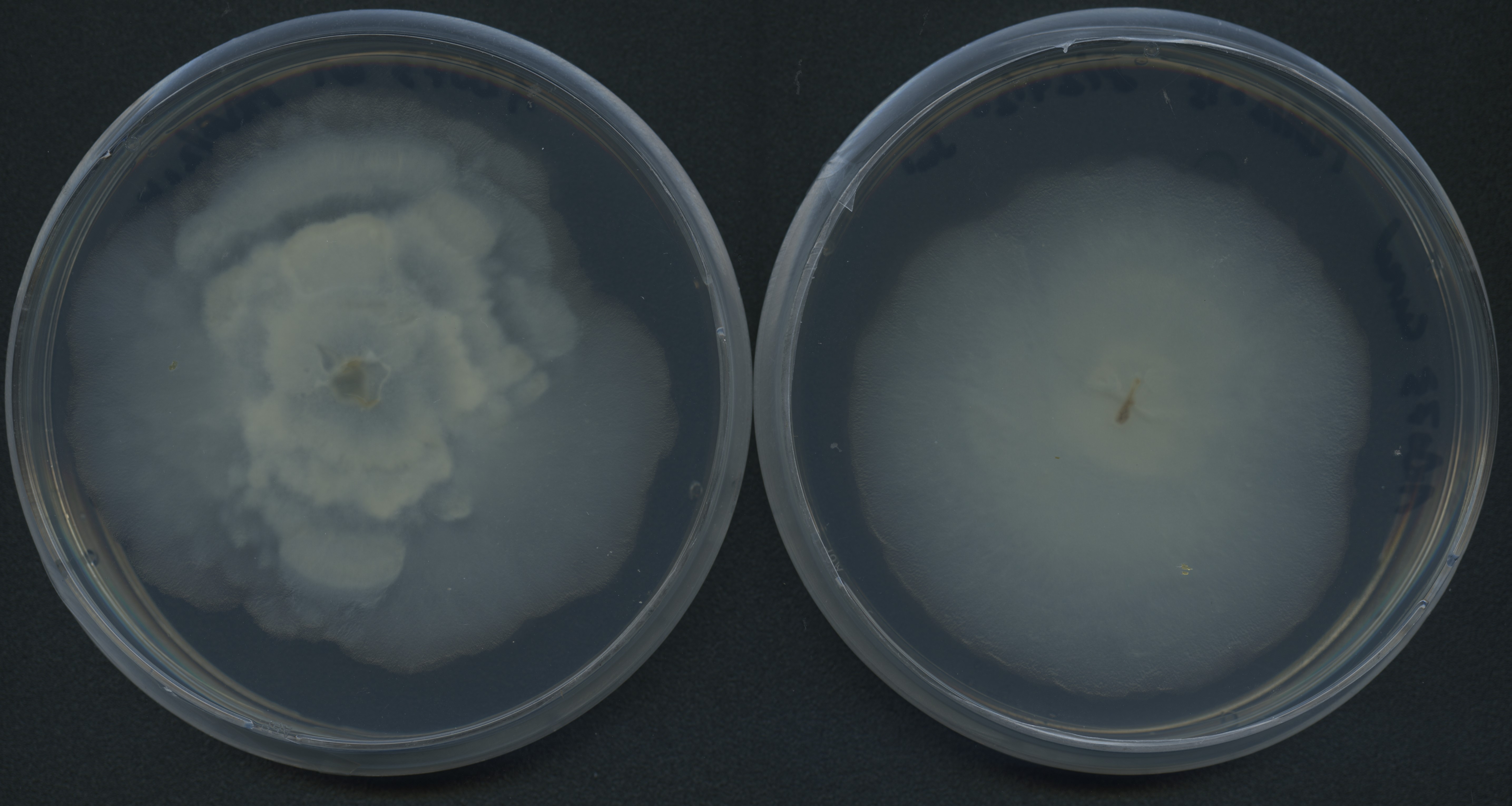 Linnemannia elongata AD073 with endosymbionts (WT) on the left, displaying rosette growth pattern, and cured on the right, showing a smooth growth pattern. Image by Julian Liber.