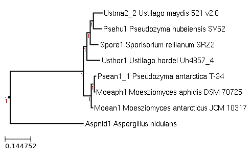 The species tree of Moesziomyces antarcticus JCM 10317 and related species