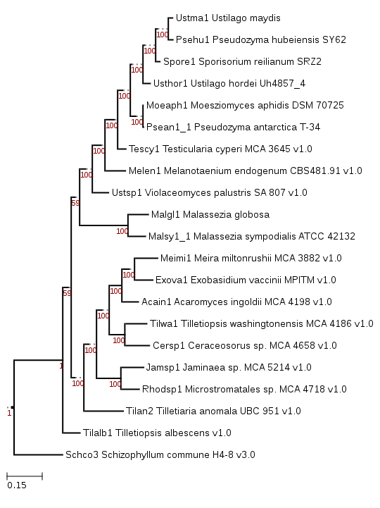 Maximum likelihood phylogeny showing phylogenetic positioning of Moesziomyces aphidis DSM 70725 (Moeaph1).