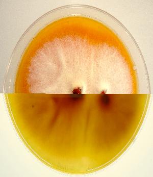 Colony surface (top) and undersurface (bottom) of Monascus purpureus NRRL 1596 exuding reddish pigment into the agar medium.