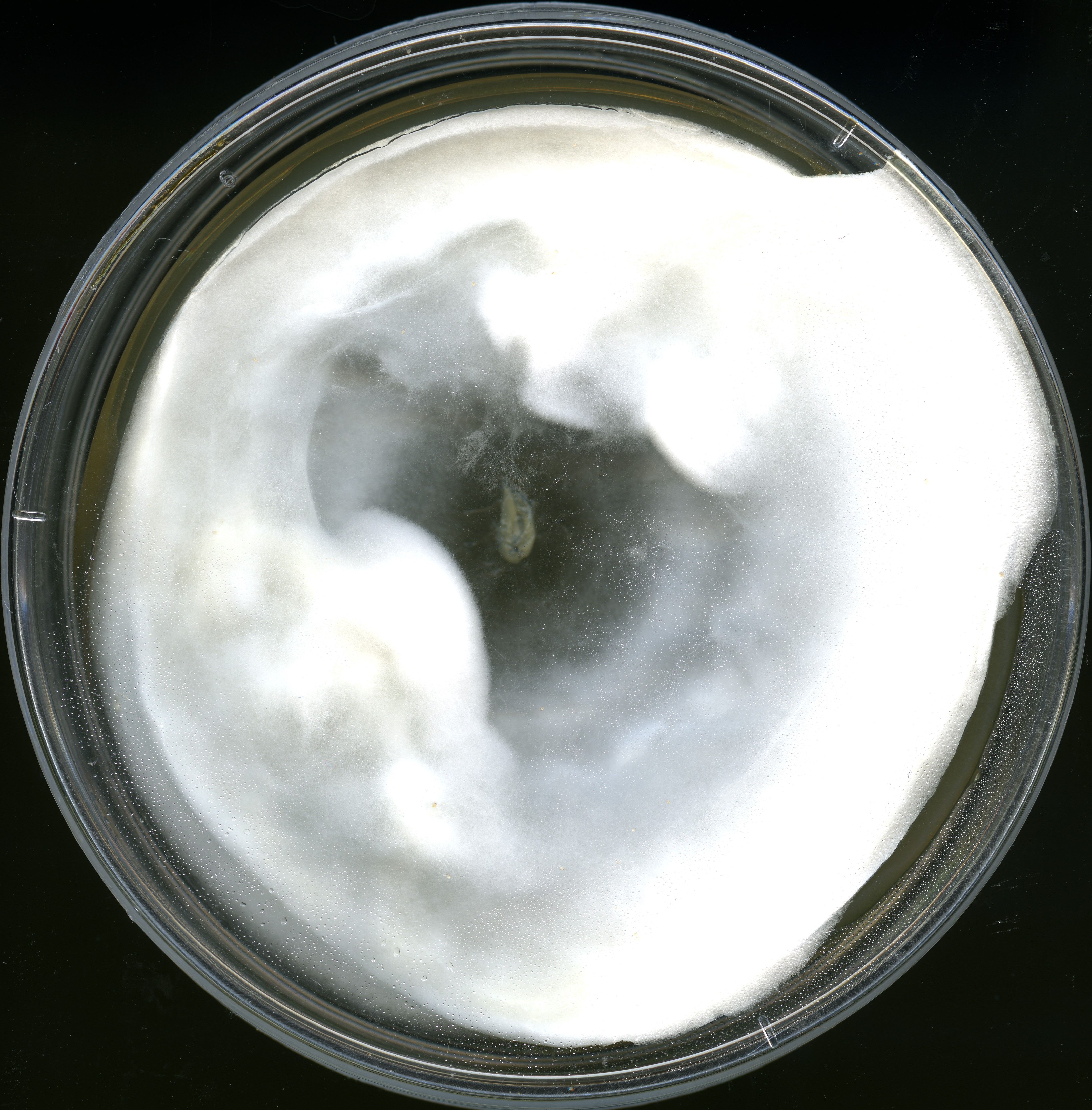 Figure 1. The isolate AD185 produces pure white mycelium, which is primarily aerial and rarely embedded in agar media. The fungus may actively dehydrate the media. In later growth stages the culture may form concentric rings. Image courtesy of Julian Liber.