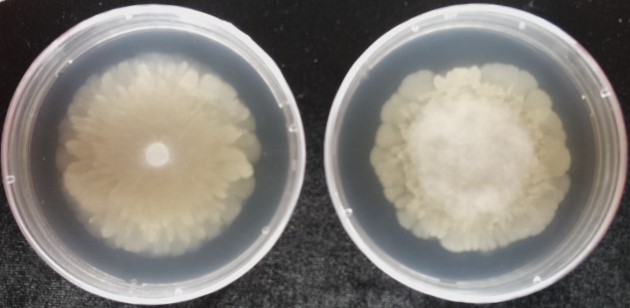 6 day old Mortierella alpina AD266 growing on artificial media (PDA/2+YE). Right: wildtype, left: AD266 cured of its Mycoavidus endosymbiont. Image by Julian Liber.