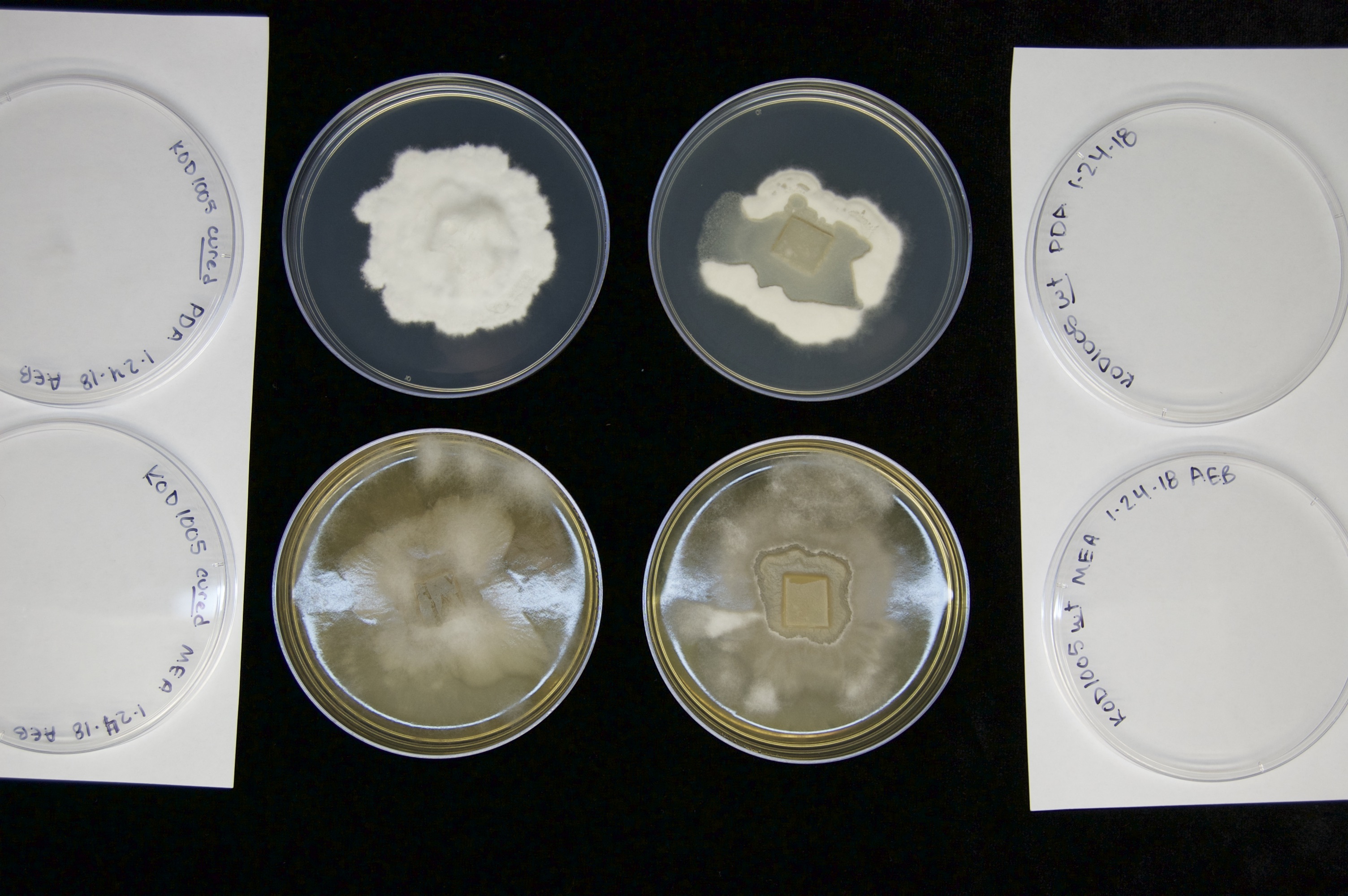 Growth of Mortierella alpina KOD1005 on either PDA (top) or MEA (bottom), with bacteria absent (left) or present (right). Image by Abby Bryson (@ae_bryson on Twitter).