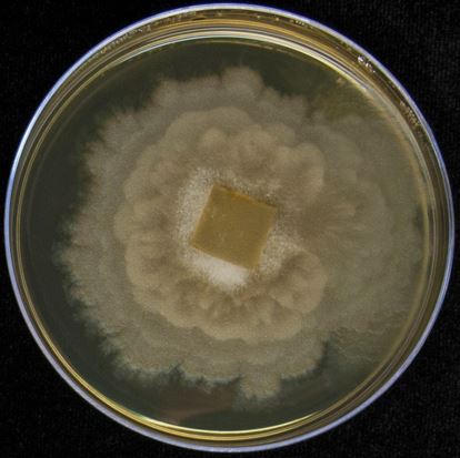 Figure 1 Mycelium of Mortierella minutissima AD051 growing on malt extract agar (MEA). Image by Abigail Bryson and Alessandro Desirò.