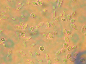 Cells of Mrakia frigida