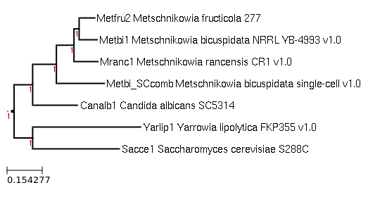 Phylogenetic tree showing Metschnikowia rancensis CR1 and other
closely related species in MycoCosm.