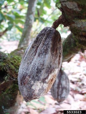 The image of cacao infected by Moniliophthora roreri
