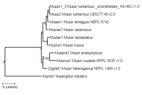 Maximum-Likelihood phylogeny generated by FastTree for Mucor ambiguus NBRC 6742 and related species