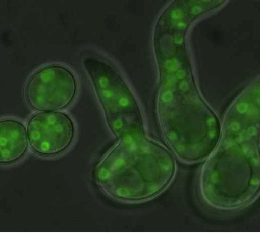 Visualization of nuclei (green) in germinating spores of a MU402 transformant that  expresses eGFP-tagged histone H3. Photo courtesy of M.I. Navarro-Mendoza and C. Pérez-Arques.