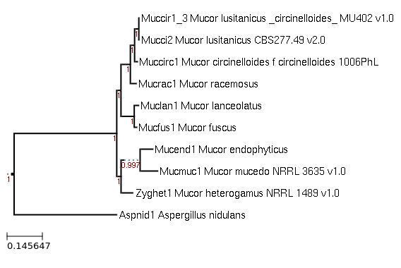 Maximum-Likelihood phylogeny generated by FastTree for Mucor circinelloides f circinelloides 1006PhL and related species