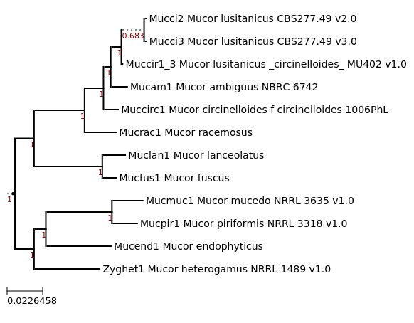 Maximum likelihood phylogeny, generated using FastTree, showing phylogenetic relationship between Mucor piriformis NRRL 3318 and related species.