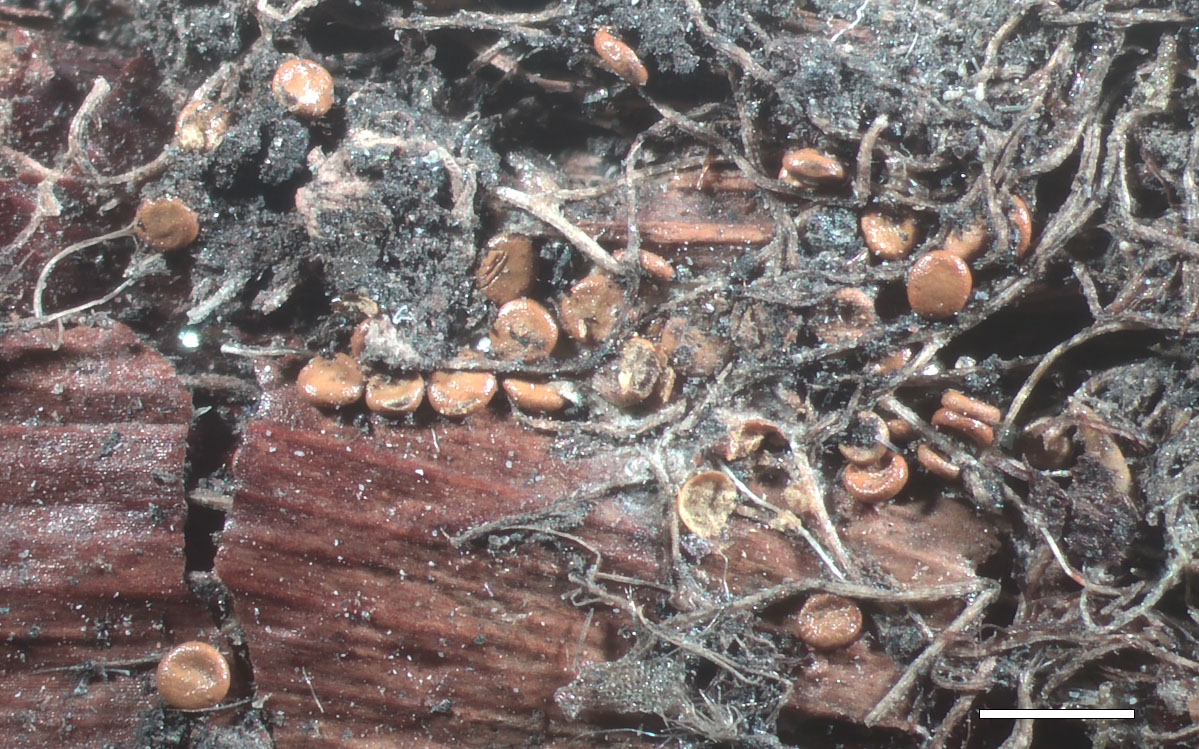 Photo of Mycocalia denudata CBS 494.85 v1.0