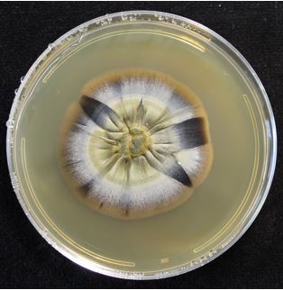 Myriangiaceae sp. NC1570 on 2% malt extract agar (MEA). photo credit: J. M. U’Ren.