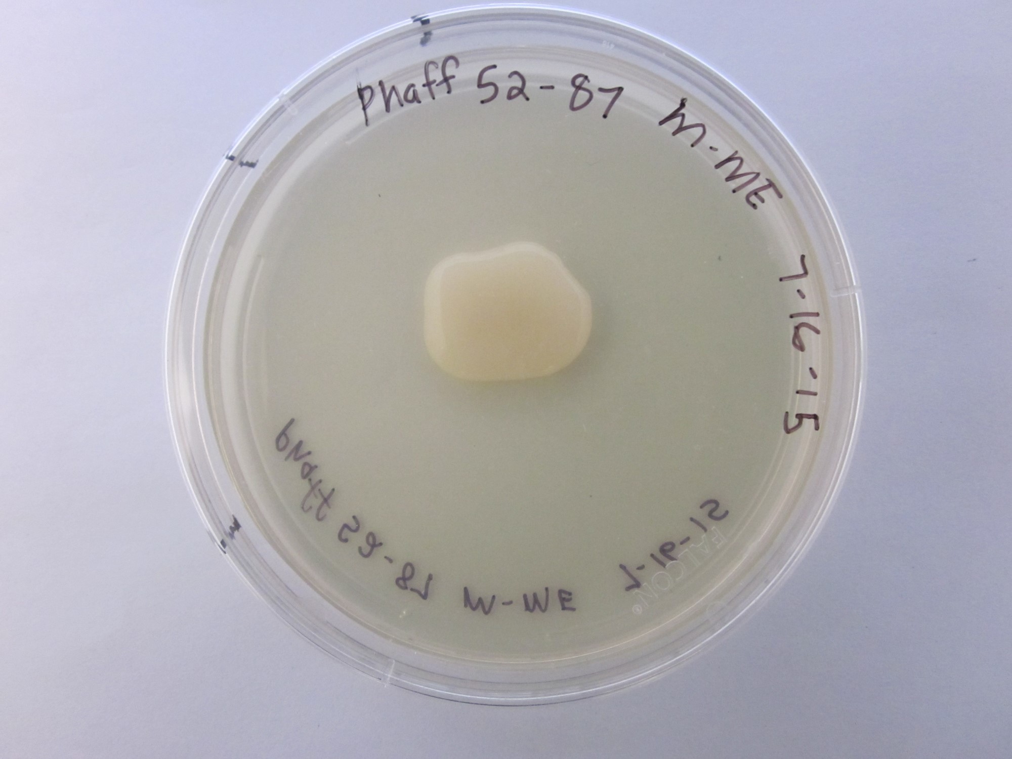 Myxozyma melibiosi Phaff 52-87 growing in the lab.
