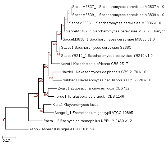 Maximum-likelihood phylogeny showing phylogenetic position of Nakaseomyces bacillisporus CBS 7720.