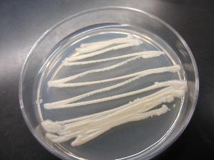 Naohidea sebacea in vitro culture. Image provided by M. Catherine Aime