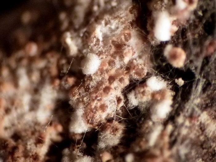 Perithecia of Nectriopsis oropensoides growing superficially on the mushroom Hymenochaete.