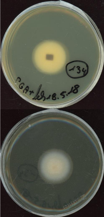 Neonectria radicicola growing in the lab.