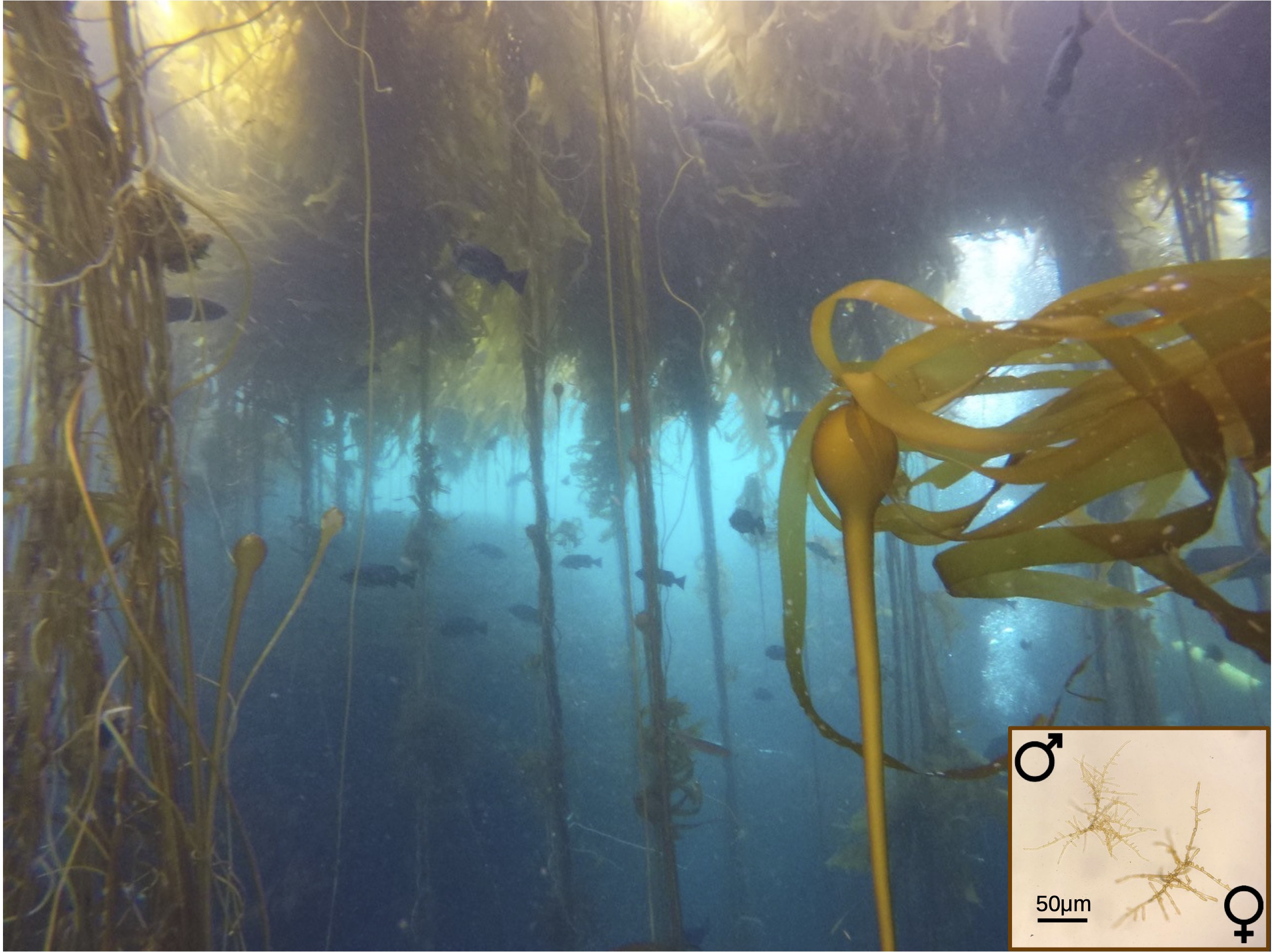 A bull kelp forest exhibiting the diploid sporophyte macroalga, and microscopic male and female haploid gametophytes.