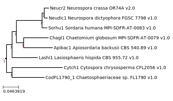 FastTree for Neurospora dictyophora