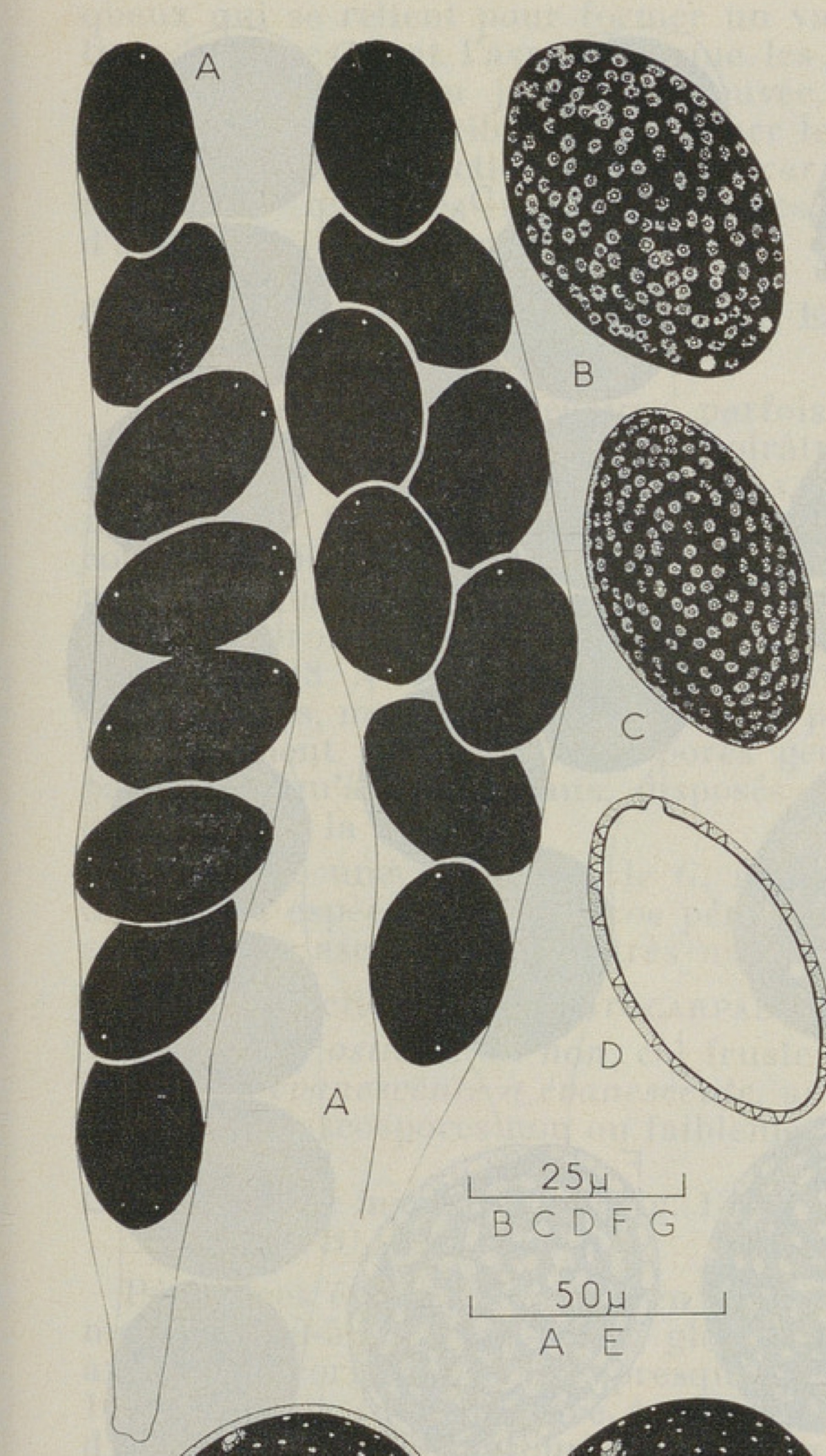 Asci (A) and ascospores (BCD) of N. foveaconica