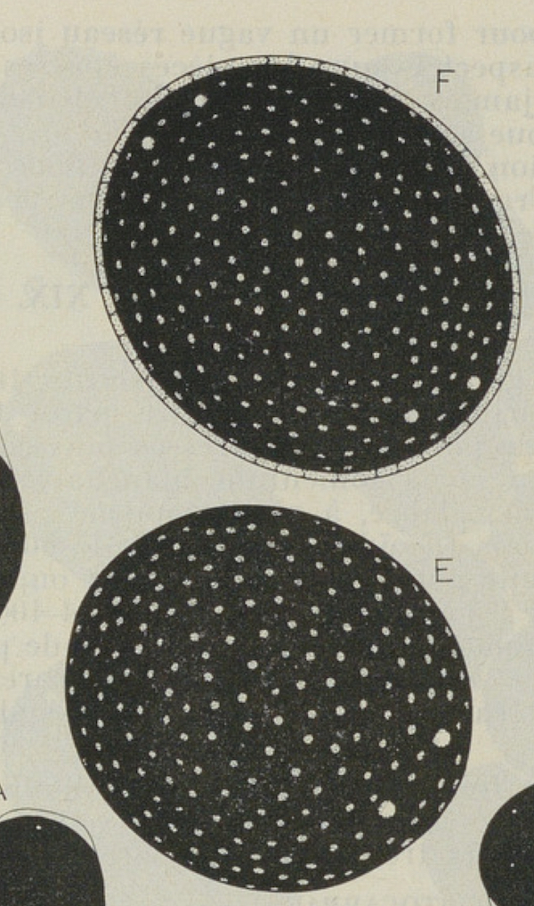 Young (E) and mature (F) ascospores of Neurospora macrospora by Cailleux in Bull. trimest. Soc. mycol. Fr. 87(4): 530 (1971)