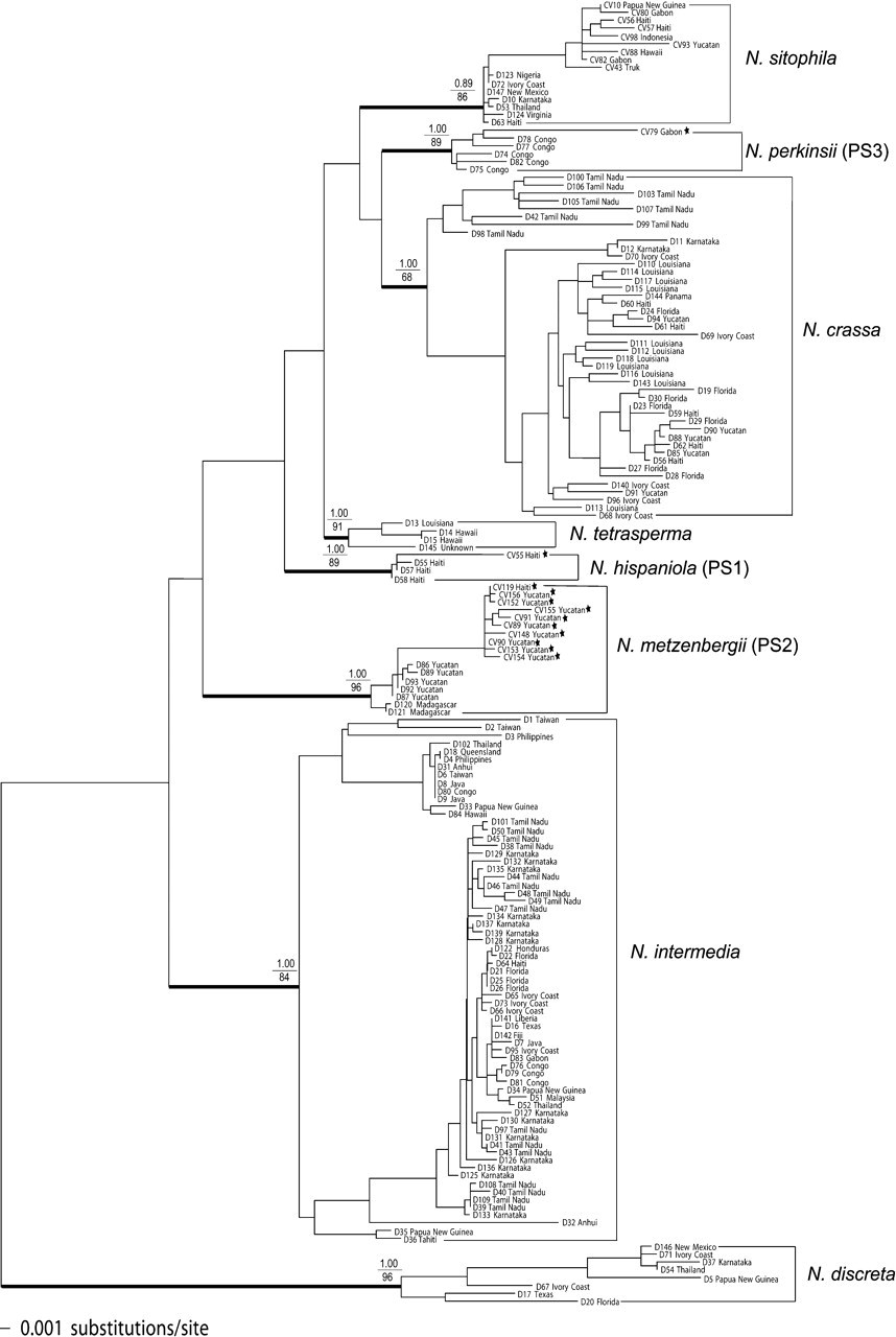 Phylogenetic relationships between outbreeding Neurospora species