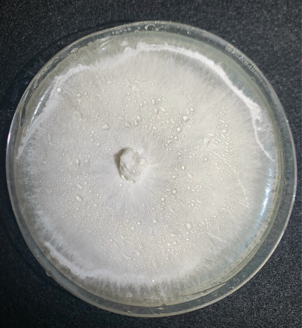 Nidula sp. CBS 380.80 grown on Potato Dextrose Agar (PDA) media for 2 months. Water droplets are visible on top of white mycelium. [Photo credit: Nattapol Kraisitudomsook]