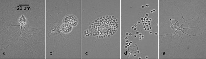 O. mucronatum rhizoids (Figs a, e), inactive zoospores (Figs b, c), active zoospores (Fig d), and anucleate thallus after zoospore release (Fig e). Images by Joyce Longcore.