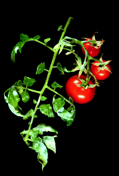 Powdery white lesions of O. neolycopersici on tomato
