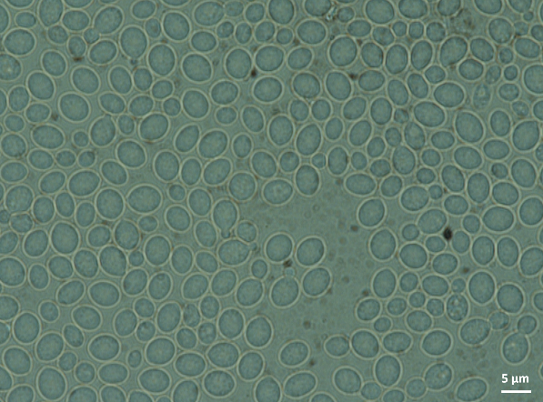 Light microscopic image of P. laurentii strain 5307AH stained with India Ink