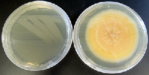 Dense mycelium of Paraconiothyrium sporulosum isolate AP3s5-JAC2a producing a yellowish-orange pigment while growing on malt extract agar.
