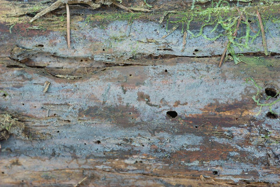 Paullicorticium ansatum fruiting body in situ, the origin of the genome strain (coll. Miettinen 18612). [Photo by Otto Miettinen]