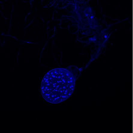 DAPI staining showing monocentric type of the strain. Image by Yanfen Cheng.