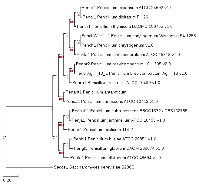 Phylogenetic tree showing position of Penicillium antarcticum (Penant1)