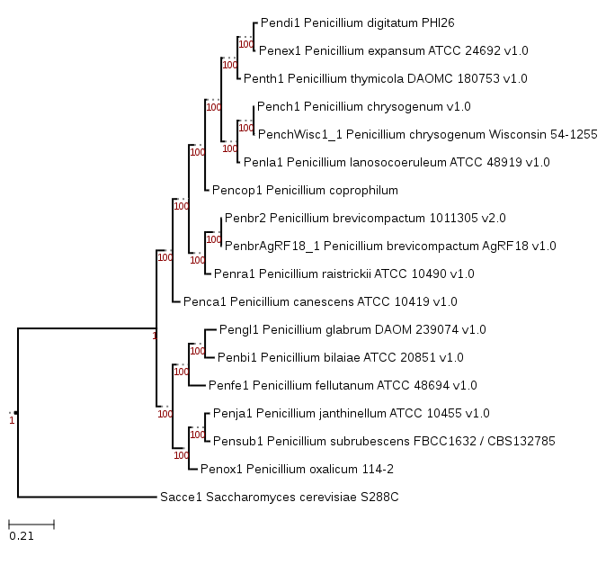 Phylogenetic tree showing position of Penicillium coprophilum IBT 31321