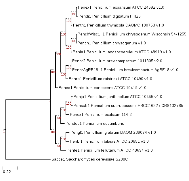 Phylogenetic tree showing position of Penicillium decumbens IBT 11843
