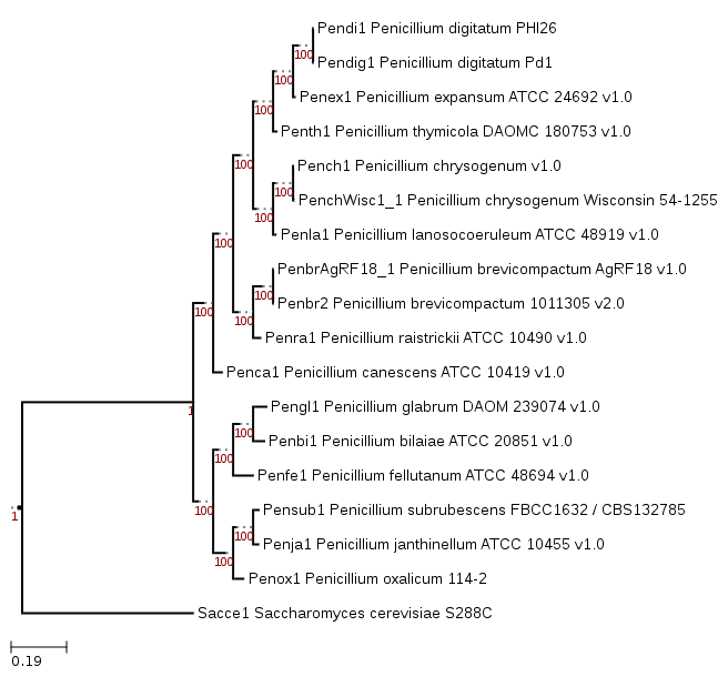 Phylogenetic tree showing position of Penicillium digitatum Pd1

