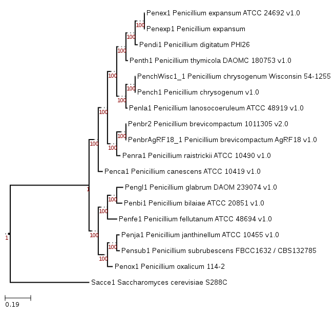 Phylogenetic tree showing position of Penicillium expansum d1