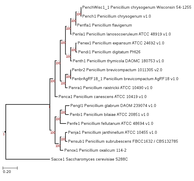 Phylogenetic tree showing position of Penicillium flavigenum IBT 14082 (Penfla1)