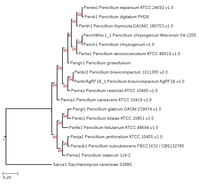 Phylogenetic tree showing position of Penicillium griseofulvum PG3