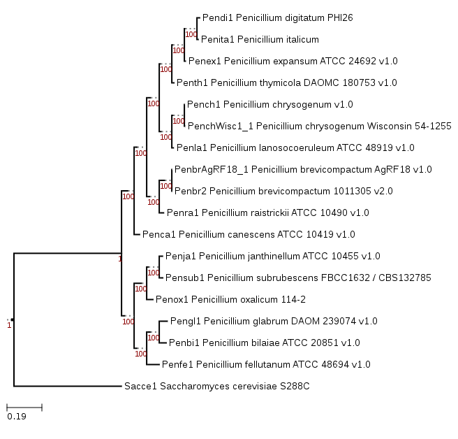 Phylogenetic tree showing position of Penicillium italicum PHI-1