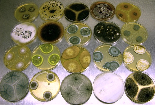 Various fungi including Penicillium and Aspergillus species growing in axenic culture. Image by Dr. David Midgley. University of Sydney, Australia </a> used under a <a href="https://creativecommons.org/licenses/by-sa/2.5/"> Creative Commons Attribution License</a>.
