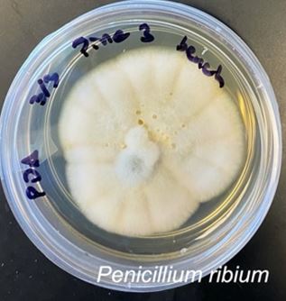 Penicillium ribium P3SB growing on potato dextrose agar. Photo credit: Sara Branco.