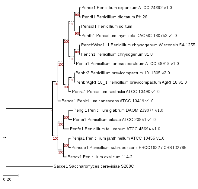Phylogenetic tree showing the position of Penicillium solitum IBT 29525 (Pensol1)