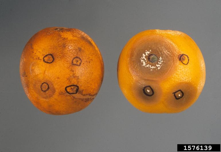 Penicillium solitum on citrus. Image by Gerald Holmes, California
Polytechnic State University at San Luis Obispo, <a href="https://bugwood.org/">Bugwood.org</a>, licensed under a <a
href="https://creativecommons.org/licenses/by-nc/3.0/us/">Creative
Commons Attribution-Noncommercial 3.0 License</a>.